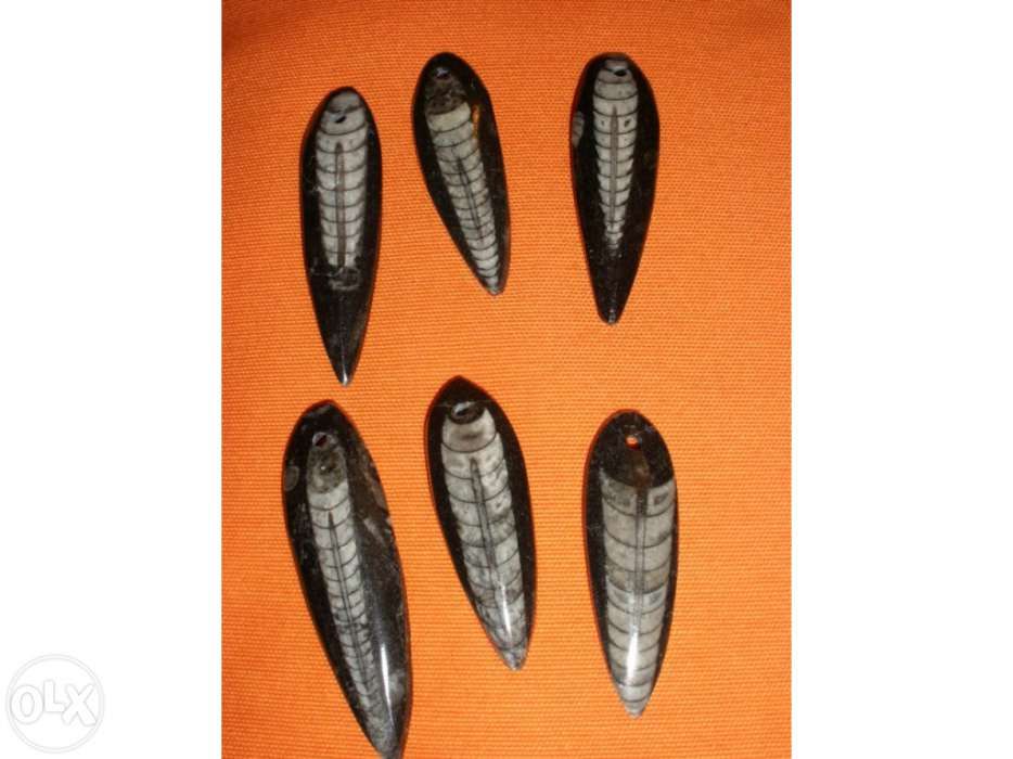Orthocera Fóssil