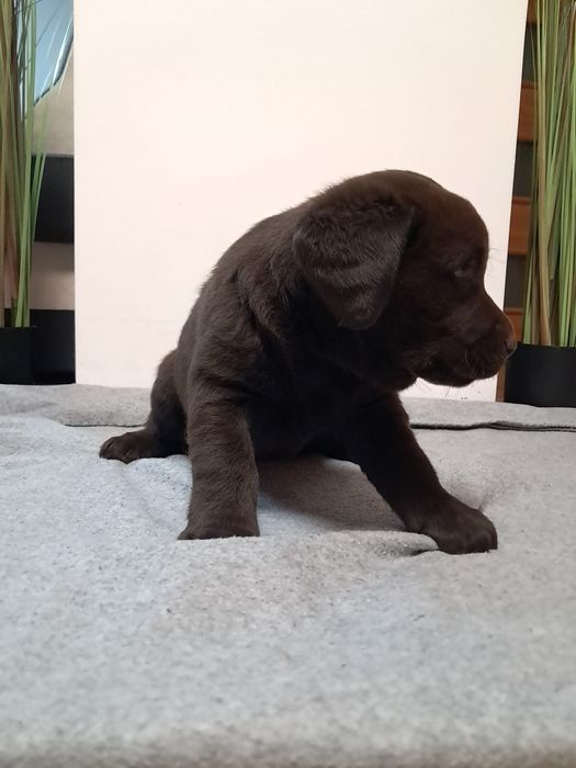 Szczeniak Labrador Retriver brązowy piękny, mocna budowa, rodowód