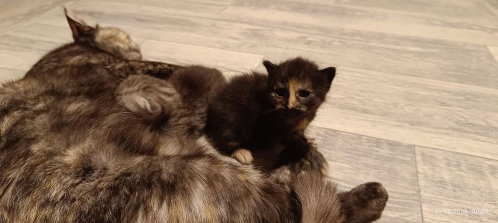 Кошенята в добрі руки