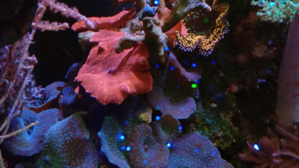 Koralowce sprzedam lub wymienię