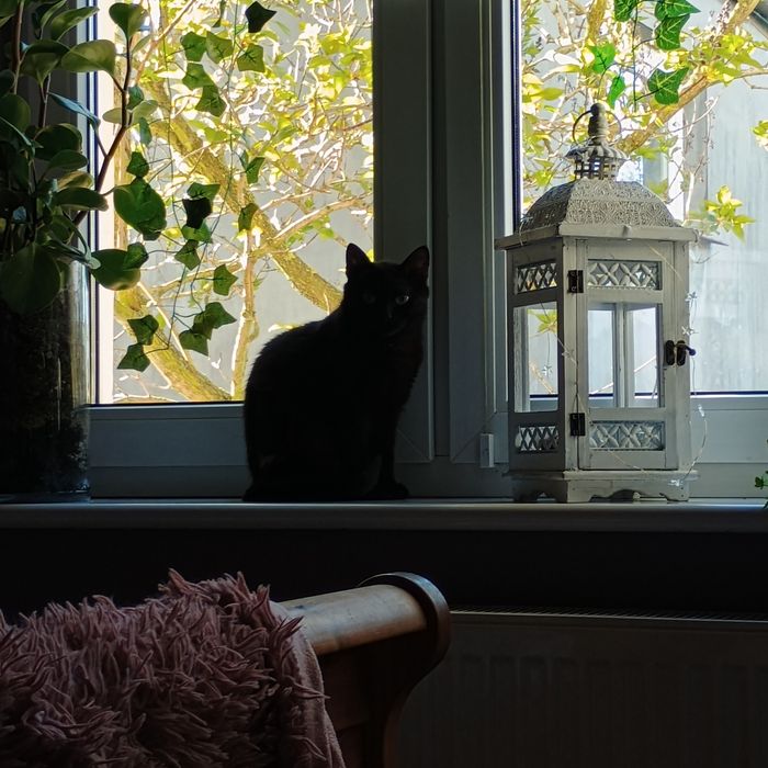 Kotki do adopcji