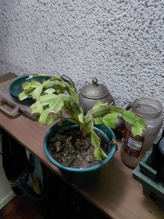 Vaso com suculenta 5€