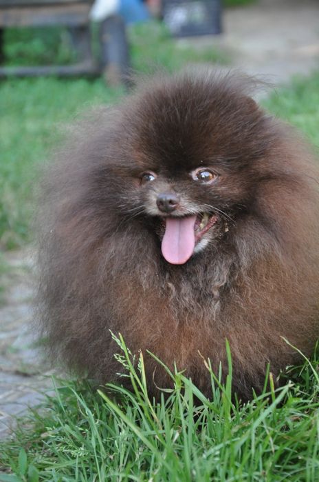 Кобель померанского шпица шоколад вязка.