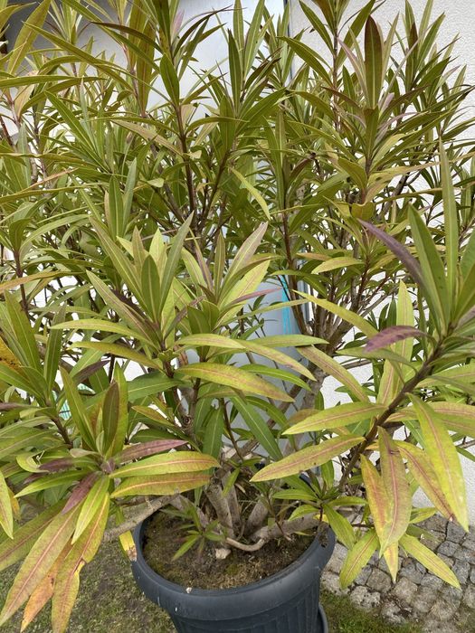 Duży oleander ciemny róż