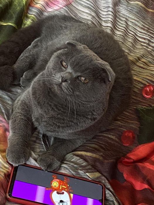 Шотландські ведмежата хлопчики