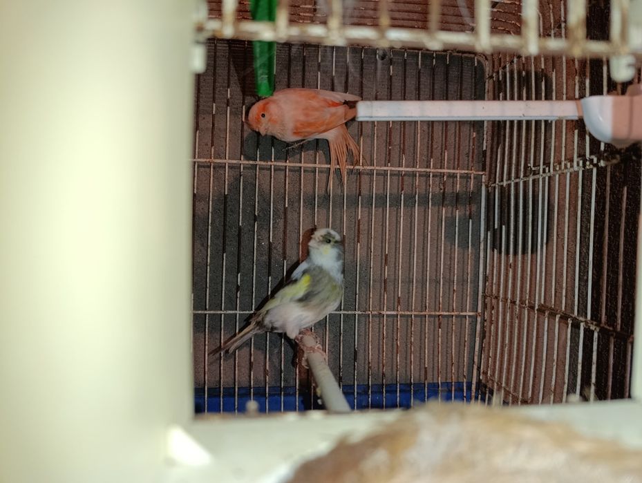 vendo 2 casais de canários ou troco por caturras
