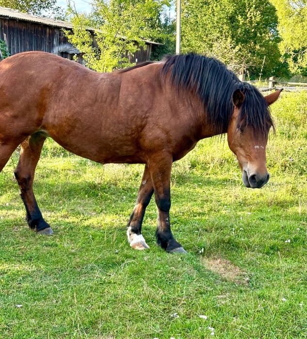 Кобила олександрійський породи