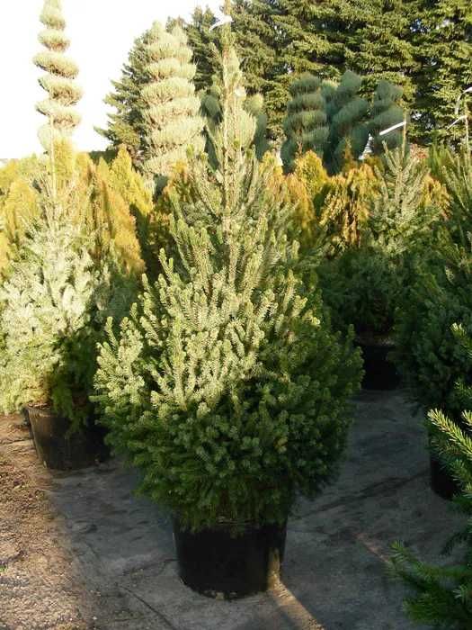Choinki w doniczkach  produkcja własna Szkółka Roślin-Zalasewo