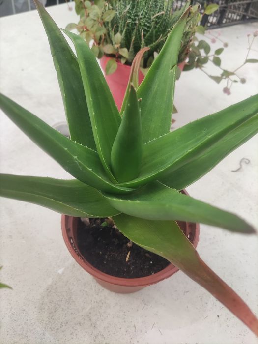 Cacto e sica pequena