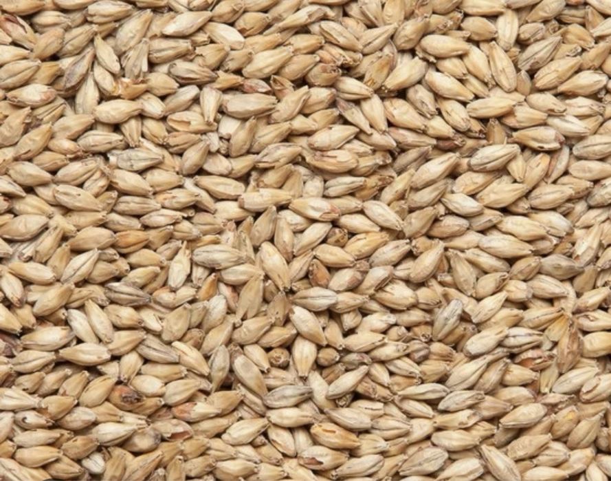 Солод  для пивоваріння