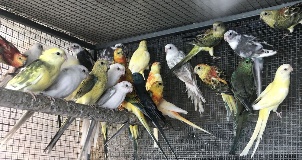 Red Rumped prontos a criar