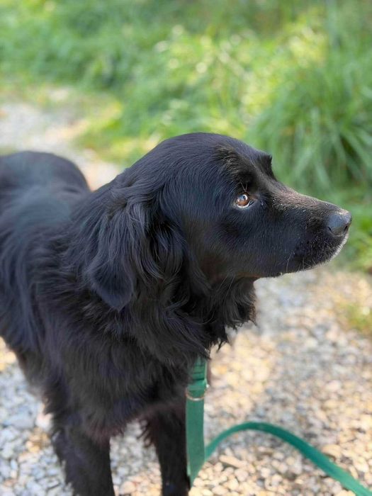 Mini czarny golden Davos do adopcji- pilnie
