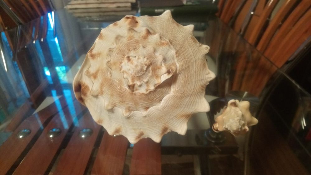 Мушля, ракушка, ранзалія і кассіс