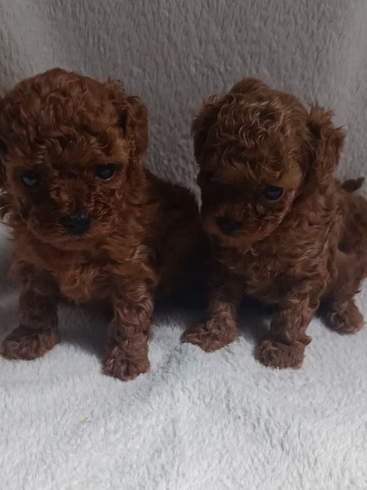 Pudel chiński toy, suczka