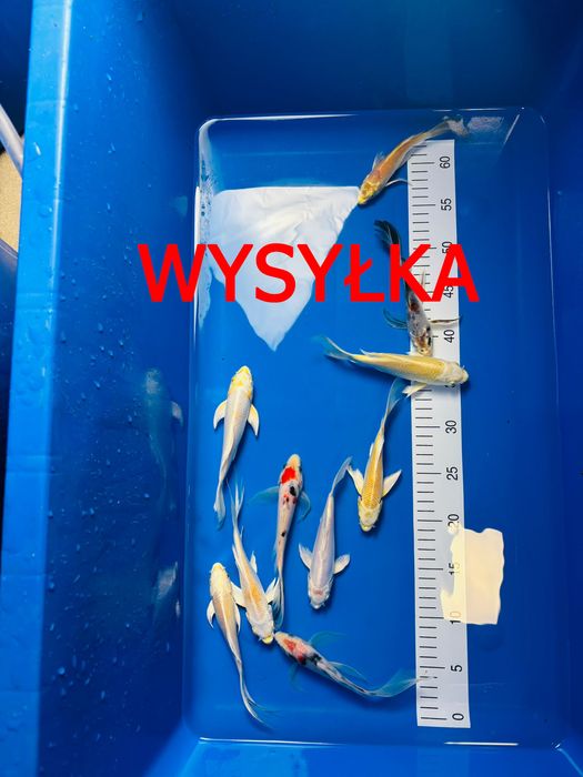 Piękne Karpie koi Butterfly - WYSYŁKA Szczecin