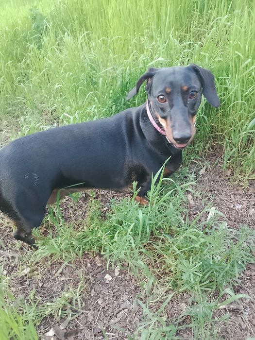 Пропала собака такса черная.Потерялась в лесу 4 мкр.Девочка, 2 года.Во