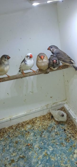 Zeberki obrączkowane