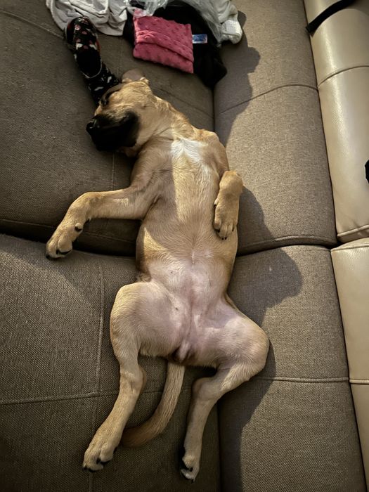 Suczka do adopcji amsatff