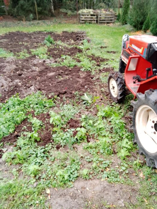Ogródek ogród warzywa