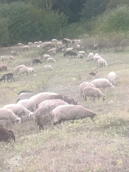 продам дійні вівці