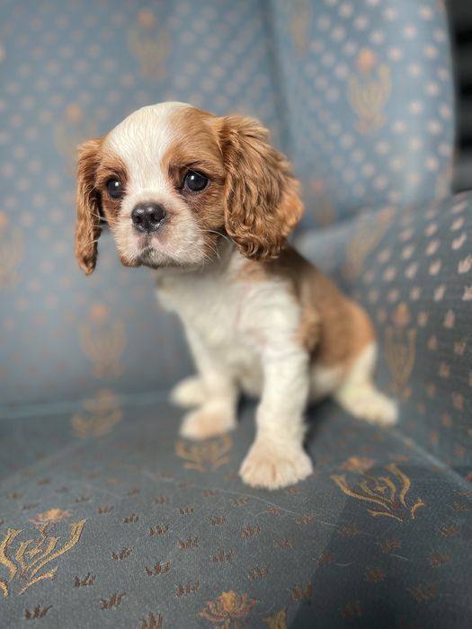 Cavalier king charles spaniel