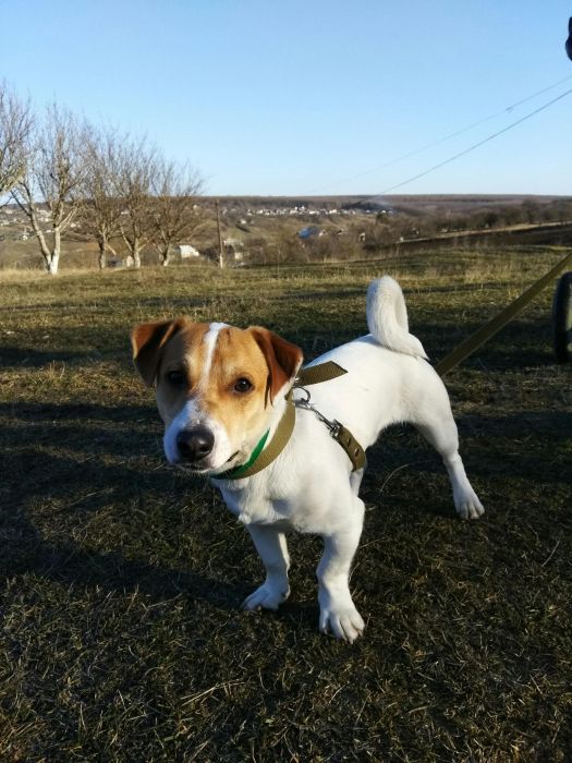 Вязка джек Рассел терьер Оринин, Камʼянець-Подільський район