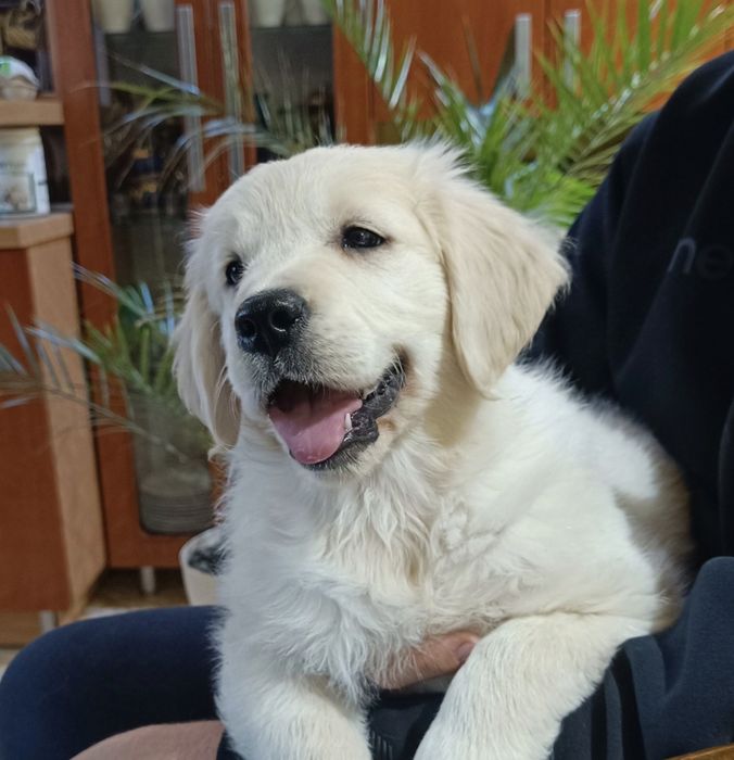 Golden Retriever FCI ZKwP