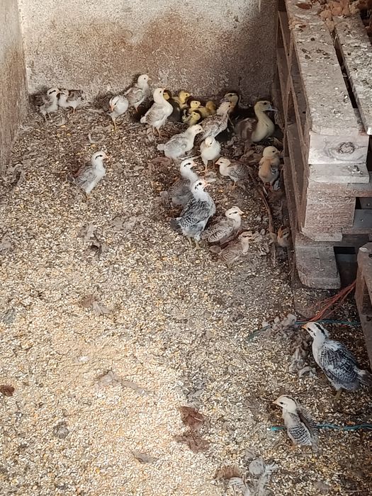 Patos mudos pequenos