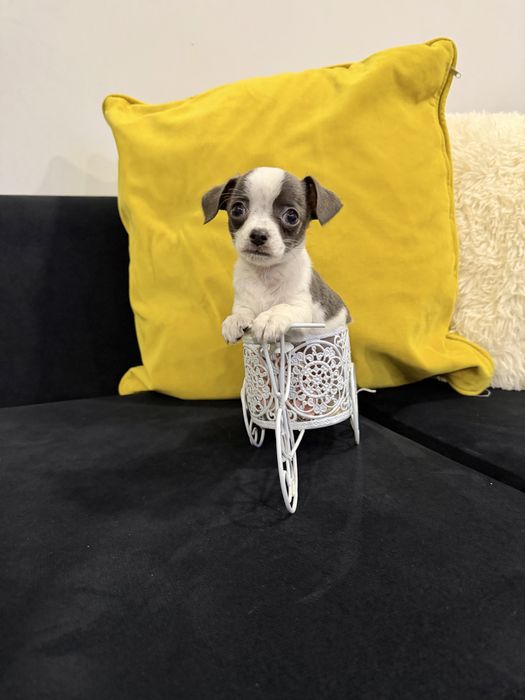 Chihuahua menino top