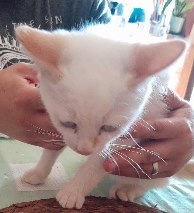 Gatos para adopção responsável