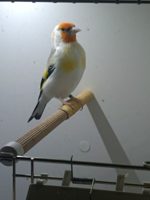 Szczygły syberyjskie. Major