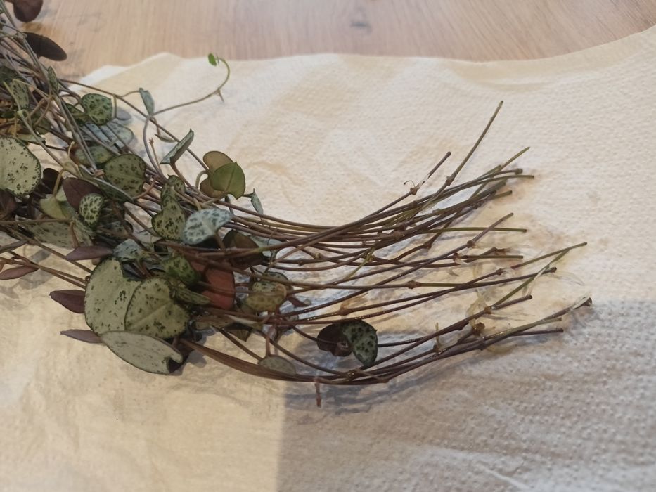 Ceropegia woodii sznur serc