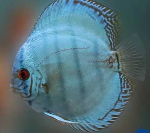 GB DYSKOWCE Paletka Cobalt | Rozmiar "M" 5-6cm