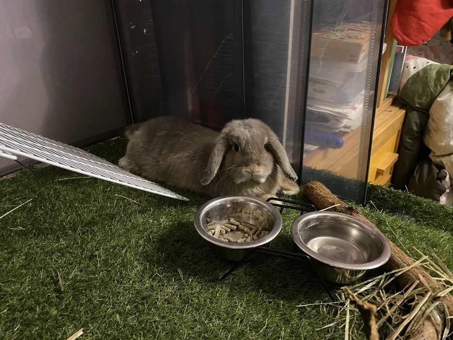 Młody  króliczek  mini lop