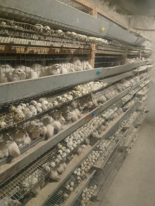 Перепілка,Продам мініферму