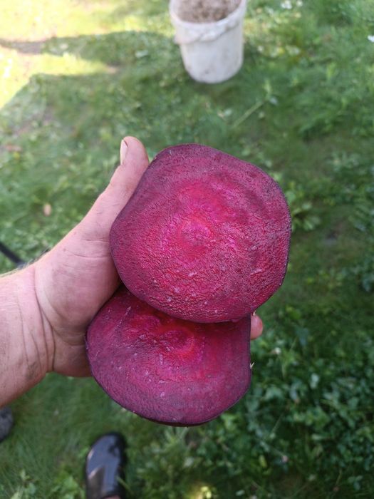 Buraczki  ćwikłowe