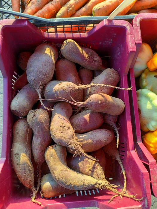 Burak czerwony okrągły/ podłużny