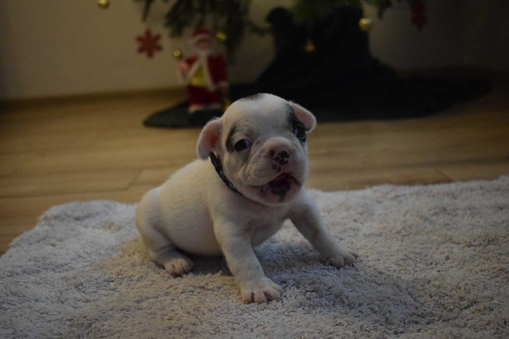 Buldog francuski szczenię - piesek