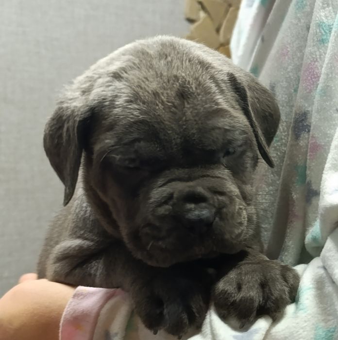 Корси у люблячу родину