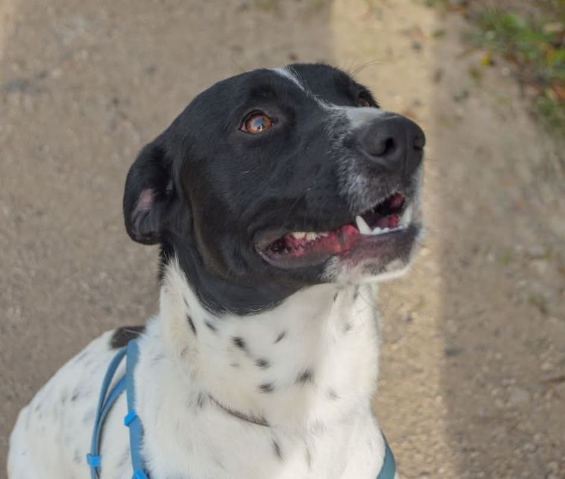 Flecha - cão medio para adoção