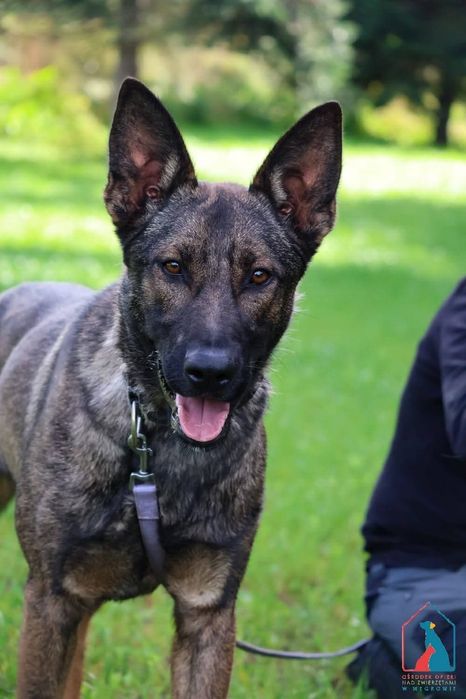 Forest 256/25 - SZUKA DOMU!