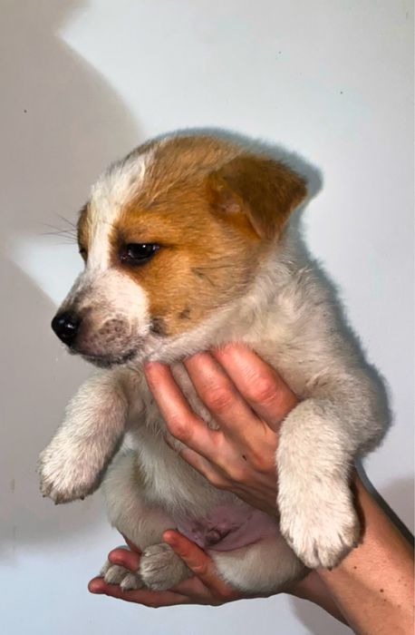 Цуценя хлопчик півтори місяці