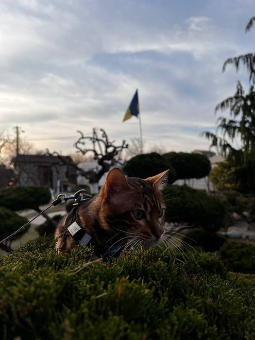 Бенгальський кіт