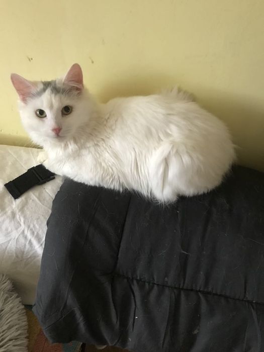 Кіт. Кошеня. Киця