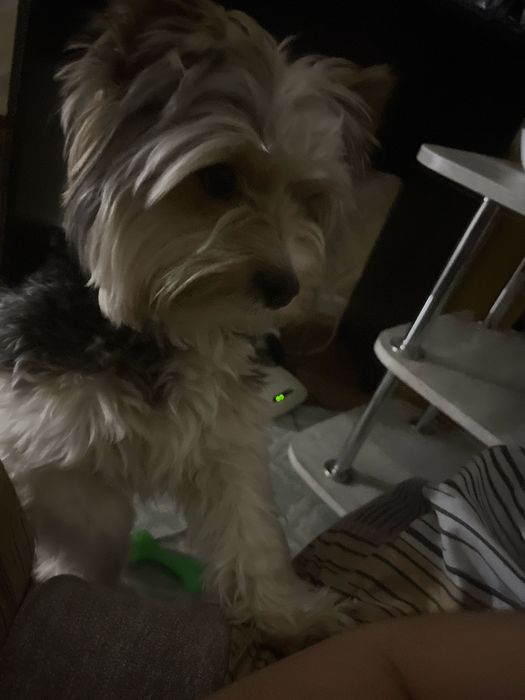 Вʼязка бівер йорк