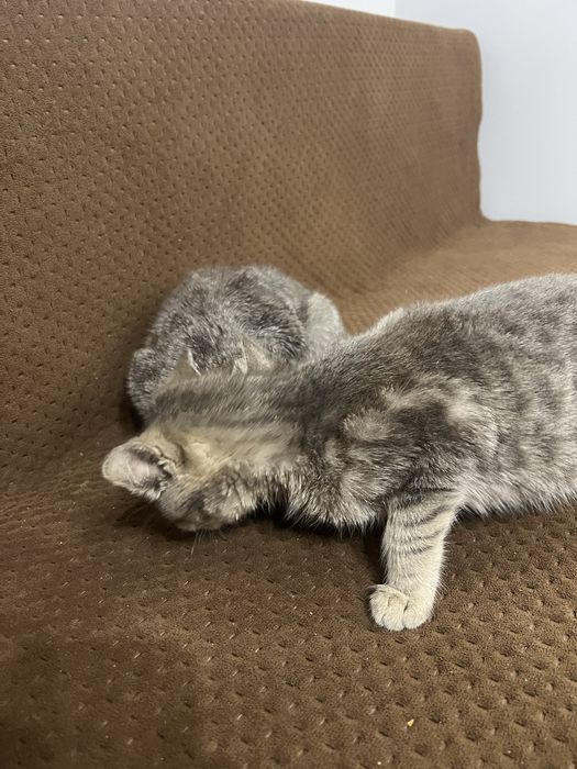 Котенята шукають домівку