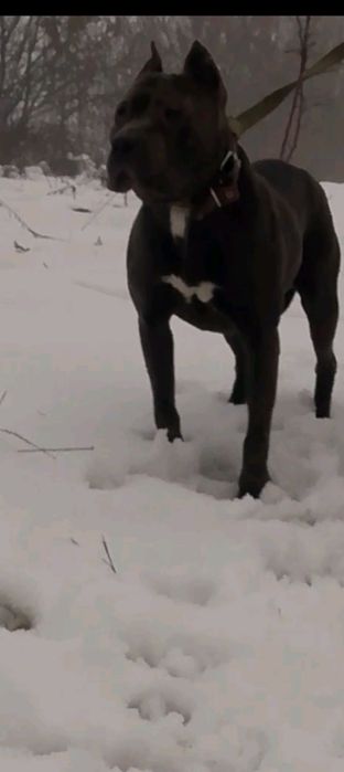молодий енергійний кобель стафа  дуже шикарний екстерєр для охорони