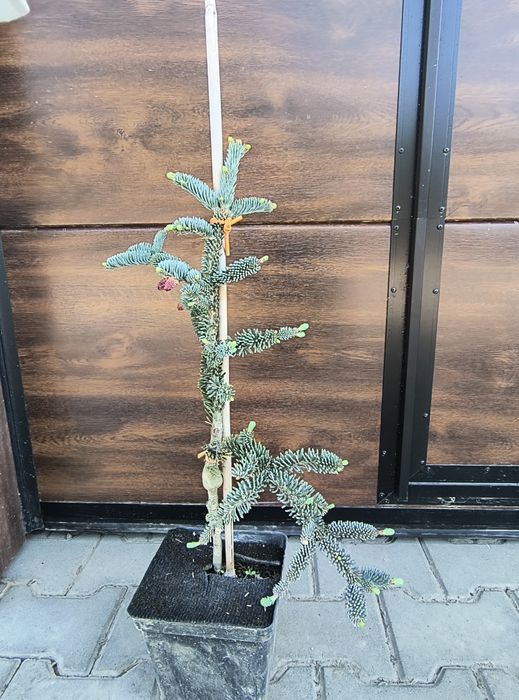 Jodła na pniu, różne odmiany