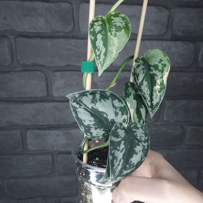 Scindapsus Mayari #3