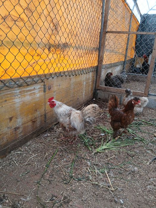 2 Galos  garnize